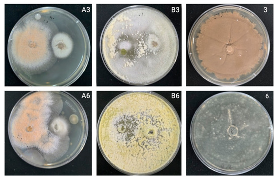 Pathogen Detection Plate Images Screenshot